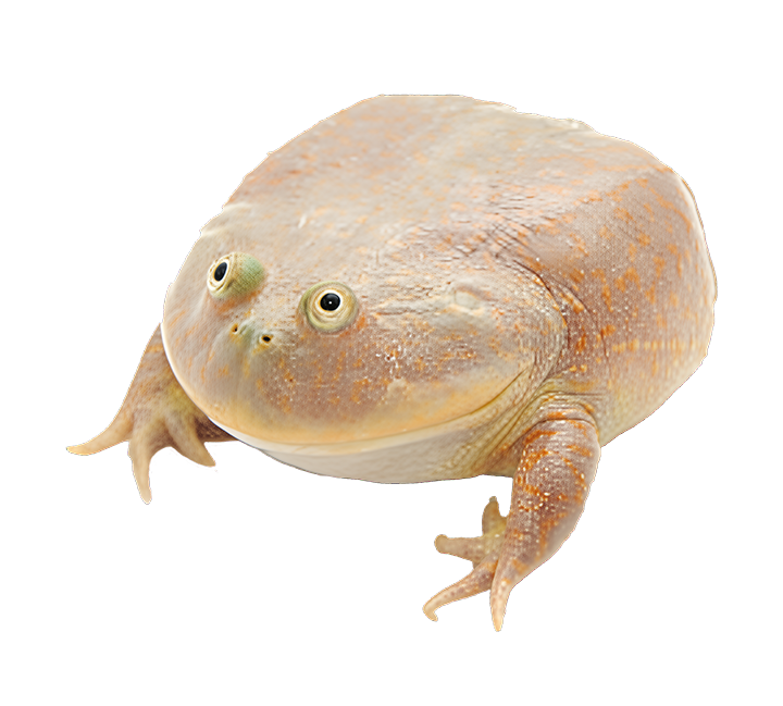 Project thumbnail Frogs, the best friends of humans.